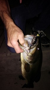 Big Bass Love Mice