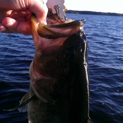 March Topwater Bass - Slammed the Muit's Mouse